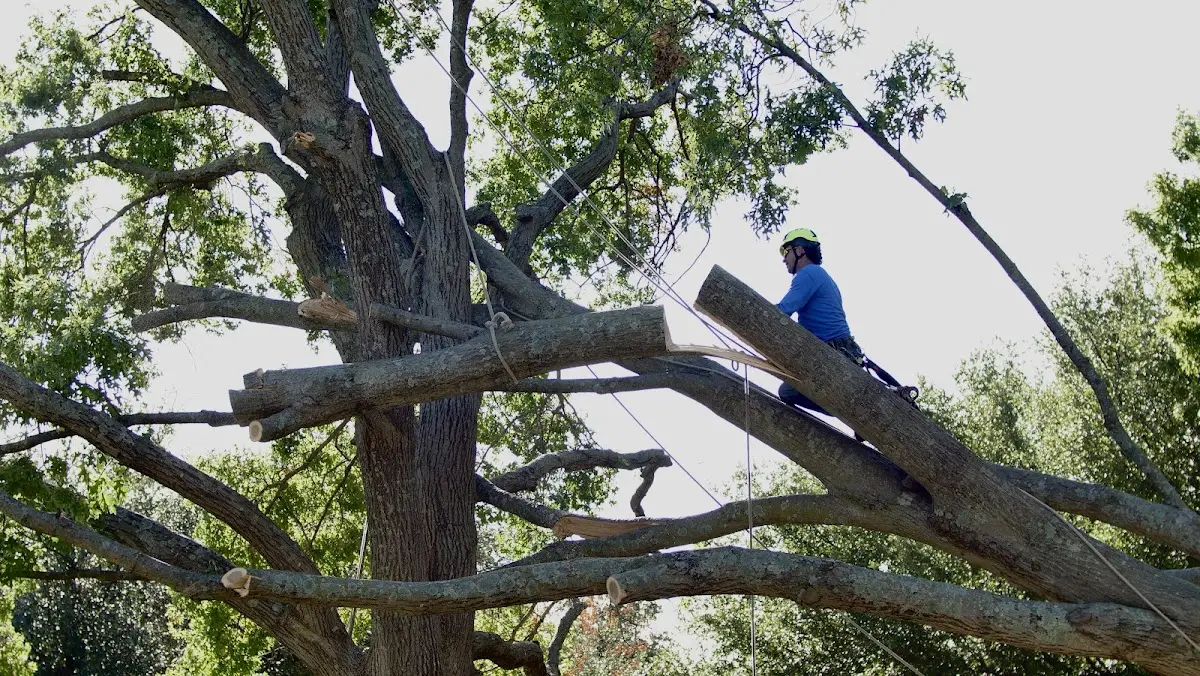 Professional Hazardous Tree Removal performed by certified arborists in Wilkinson