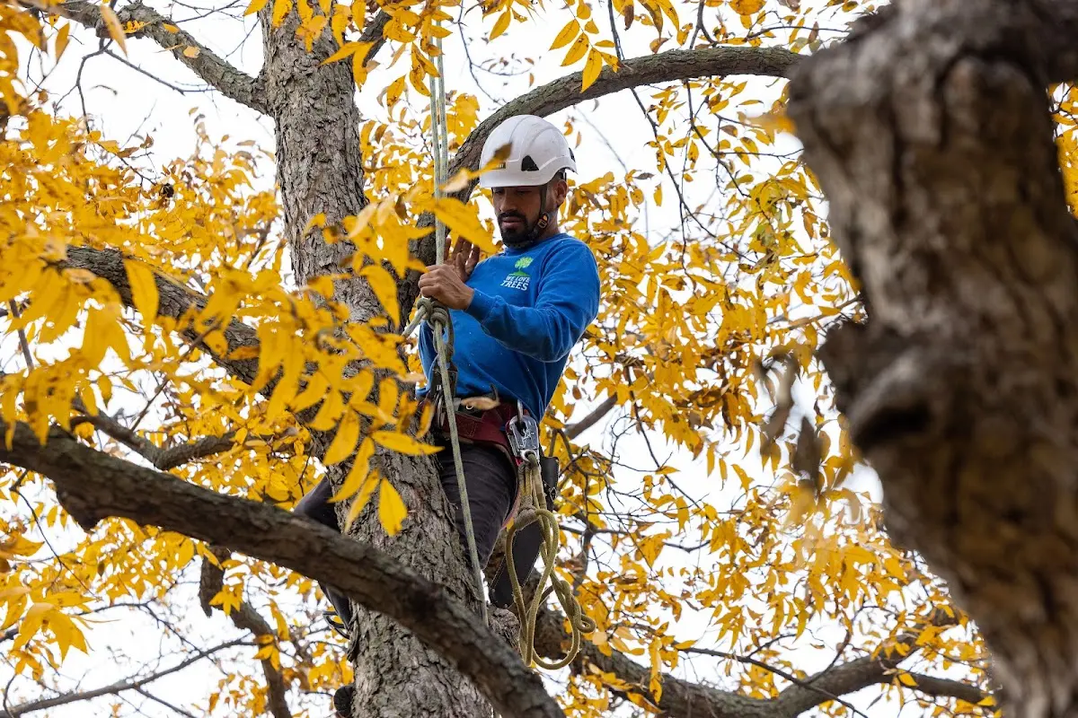 Skilled Emergency Tree Service crew working in Wilkinson